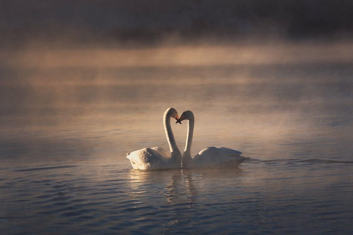 Лебеди сердечко на море