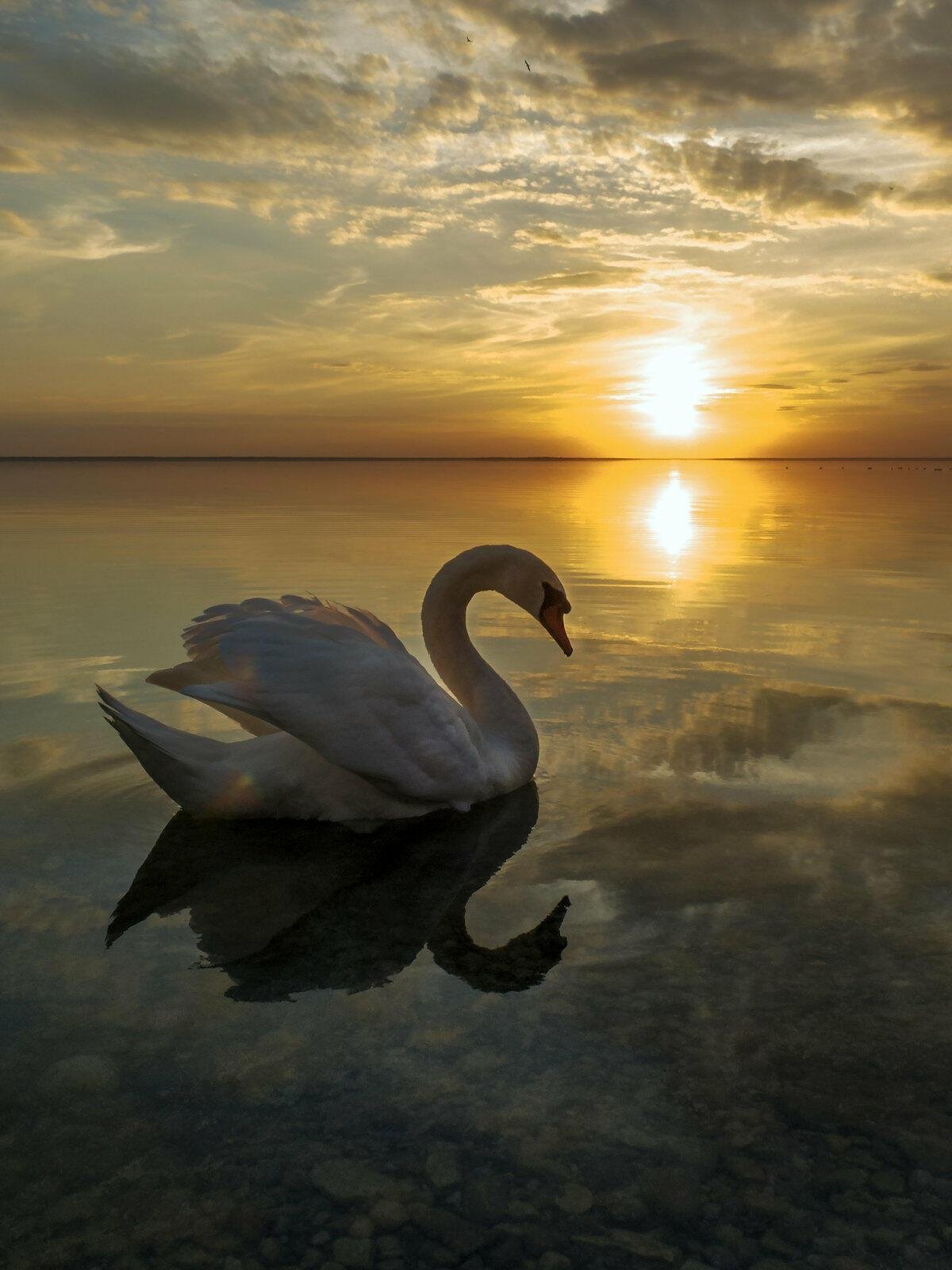 Одинокий лебедь картинки