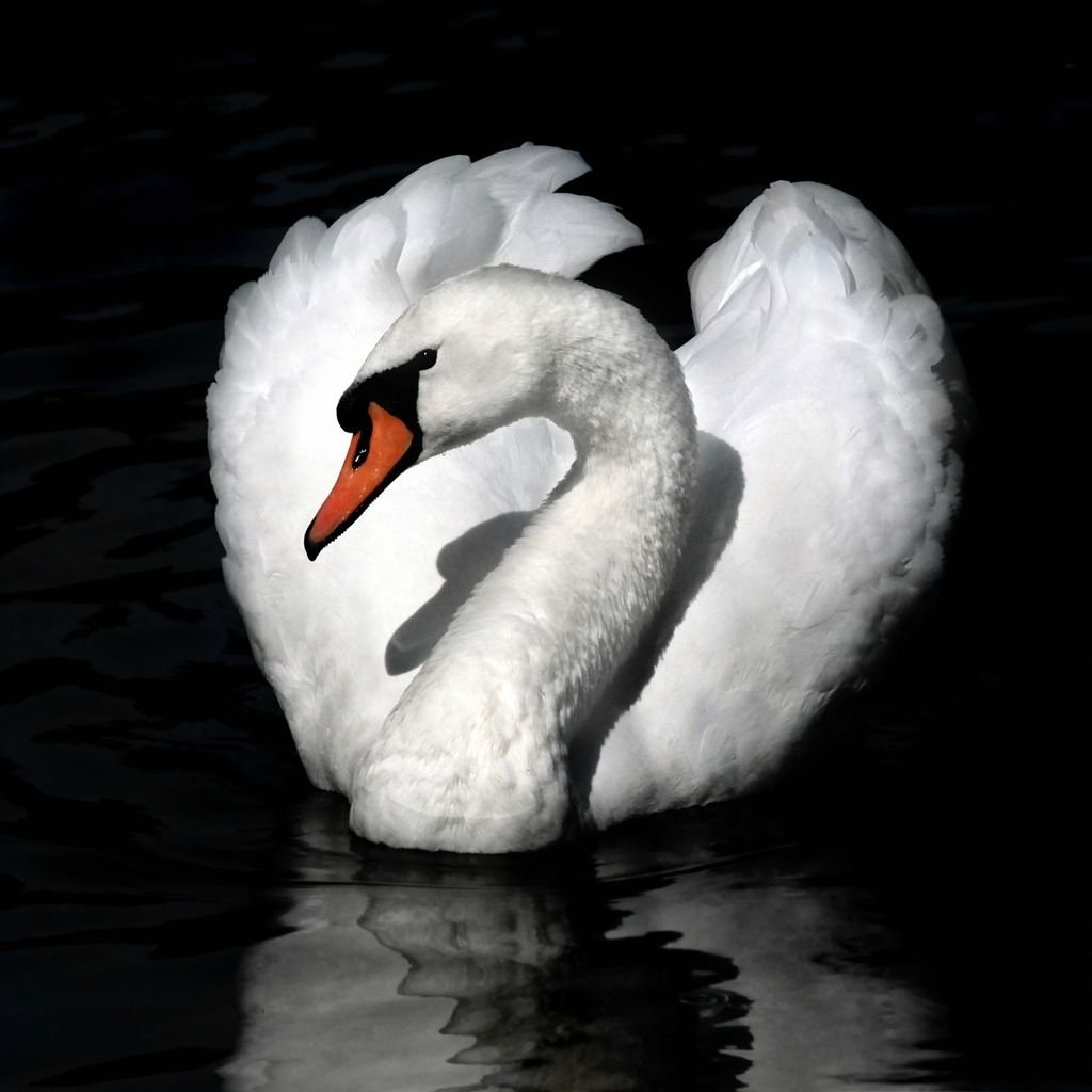 Лебединая верность