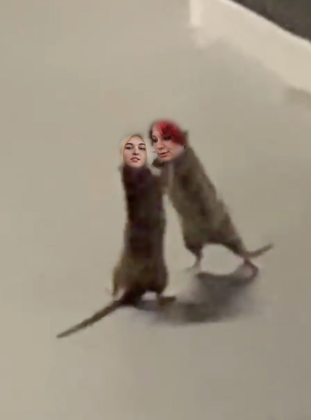 Домашняя крыса Мем