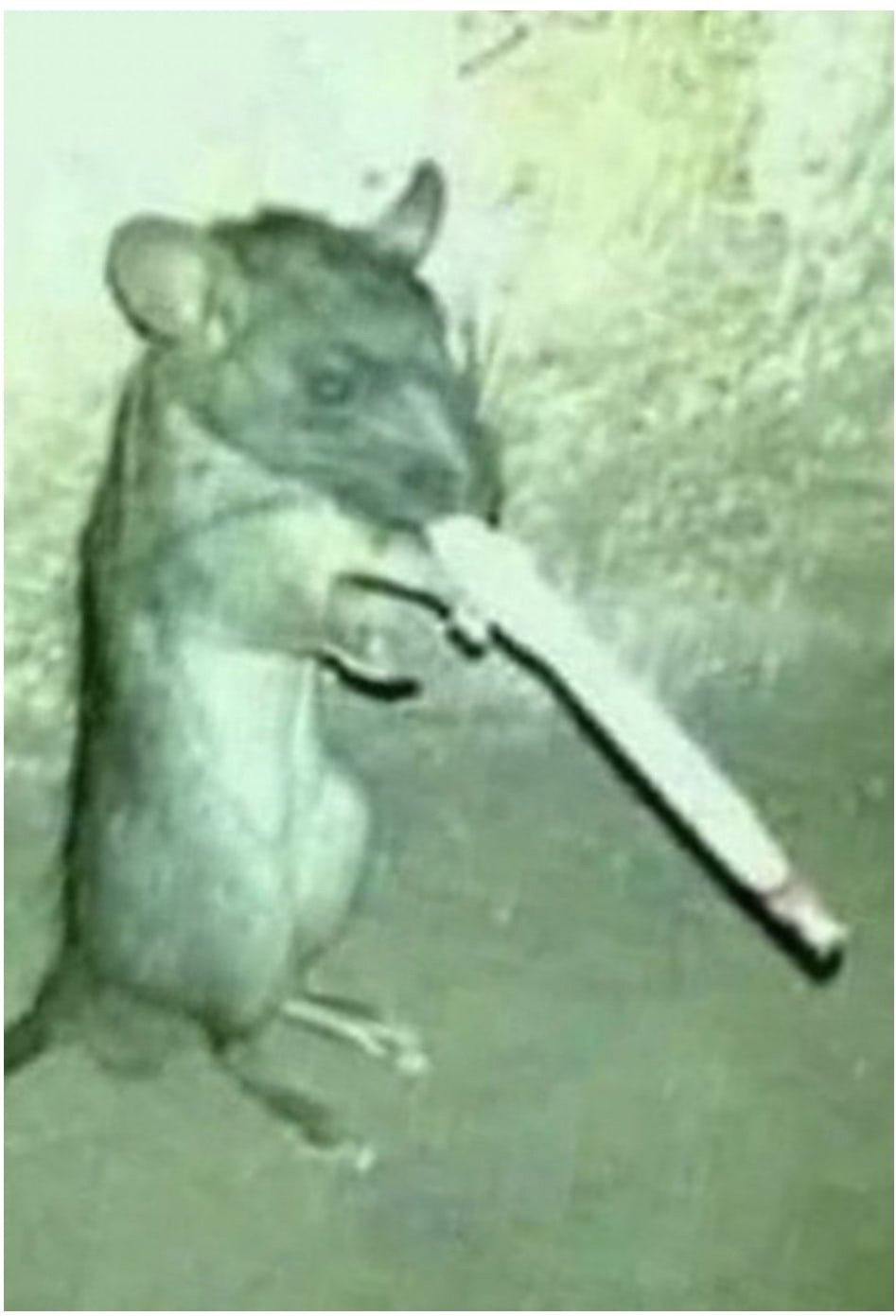 Уходящий год крысы