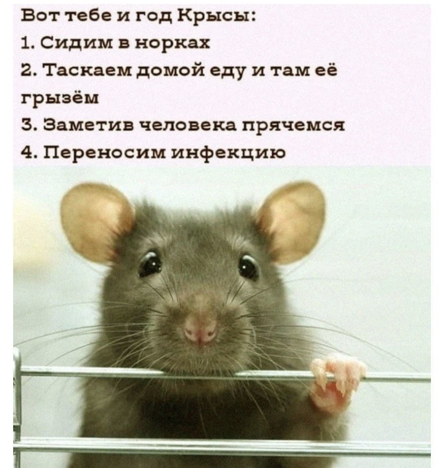Обиженная крыса