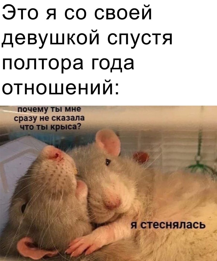 Крыски на аву