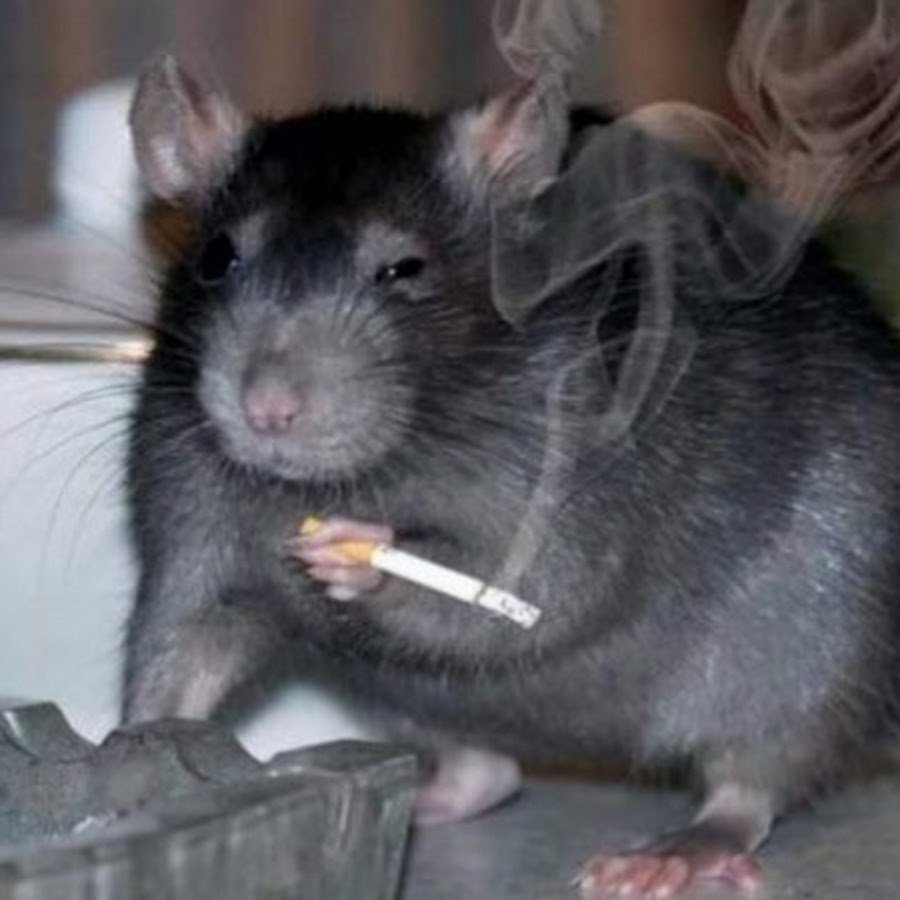 Крыски подружки