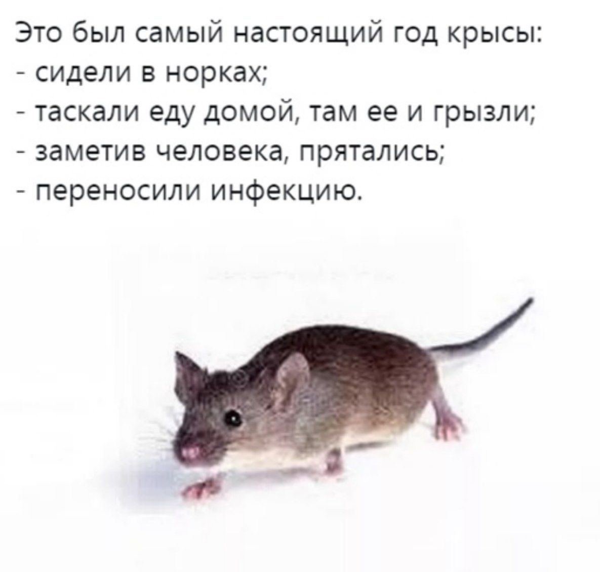 Крыса в душе картинка