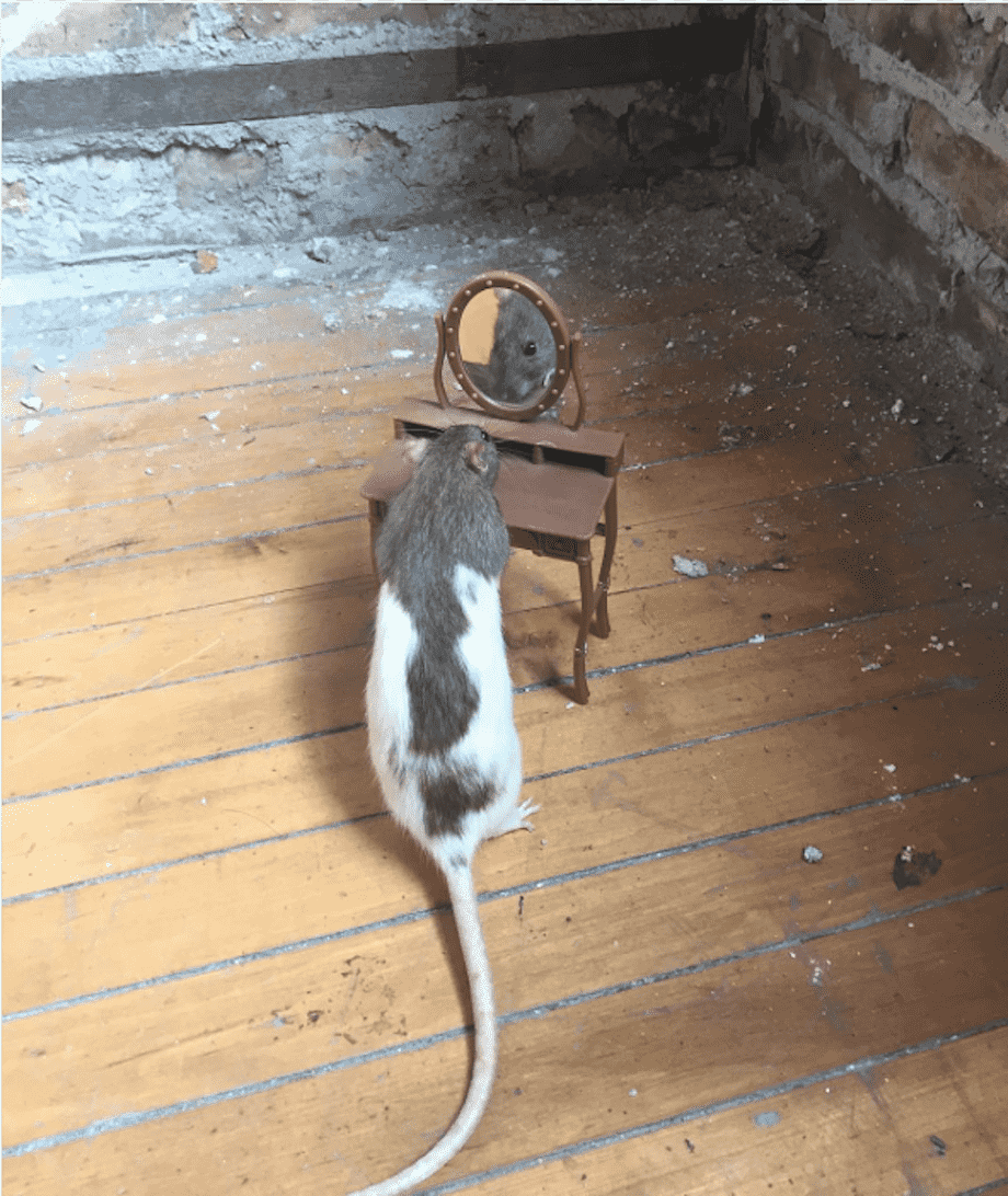 Крысы подружки