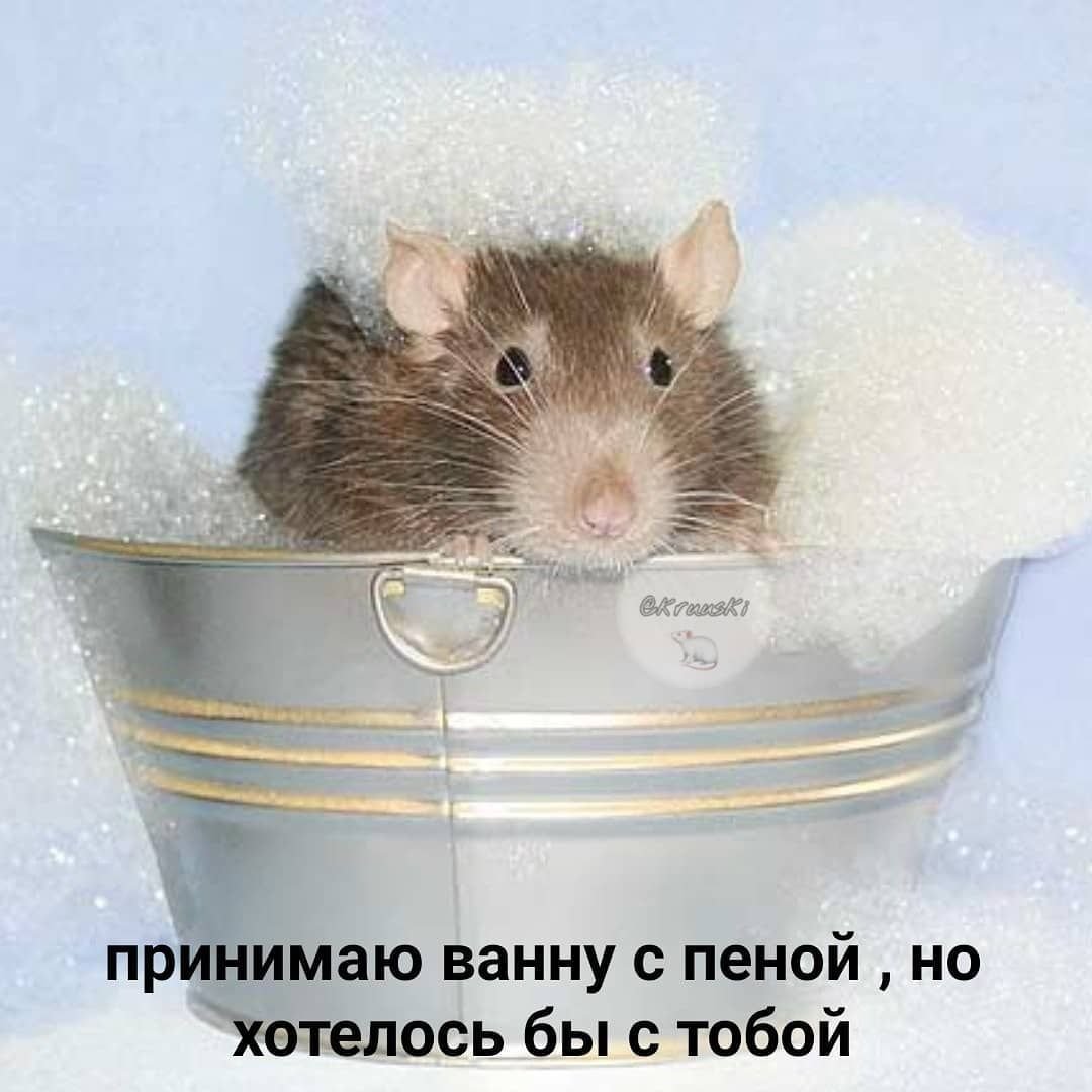 Мышь моется в ванной