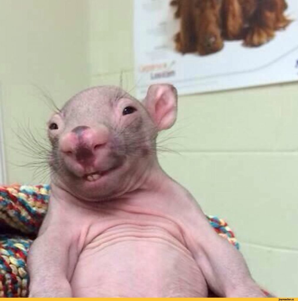 Эллен Ван Дилен