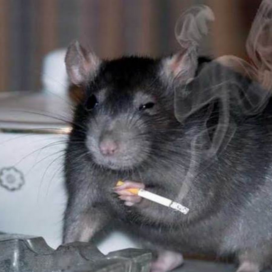 Ты крыса я крыса