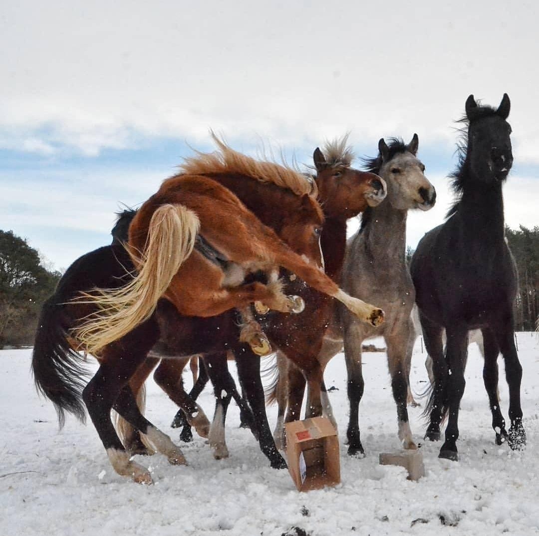 Профессия скачки на лошадях