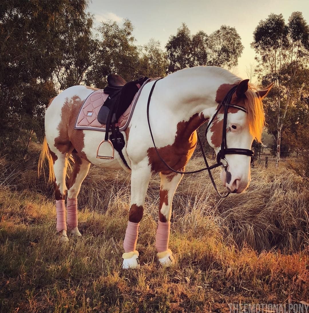 Конный спорт всадник