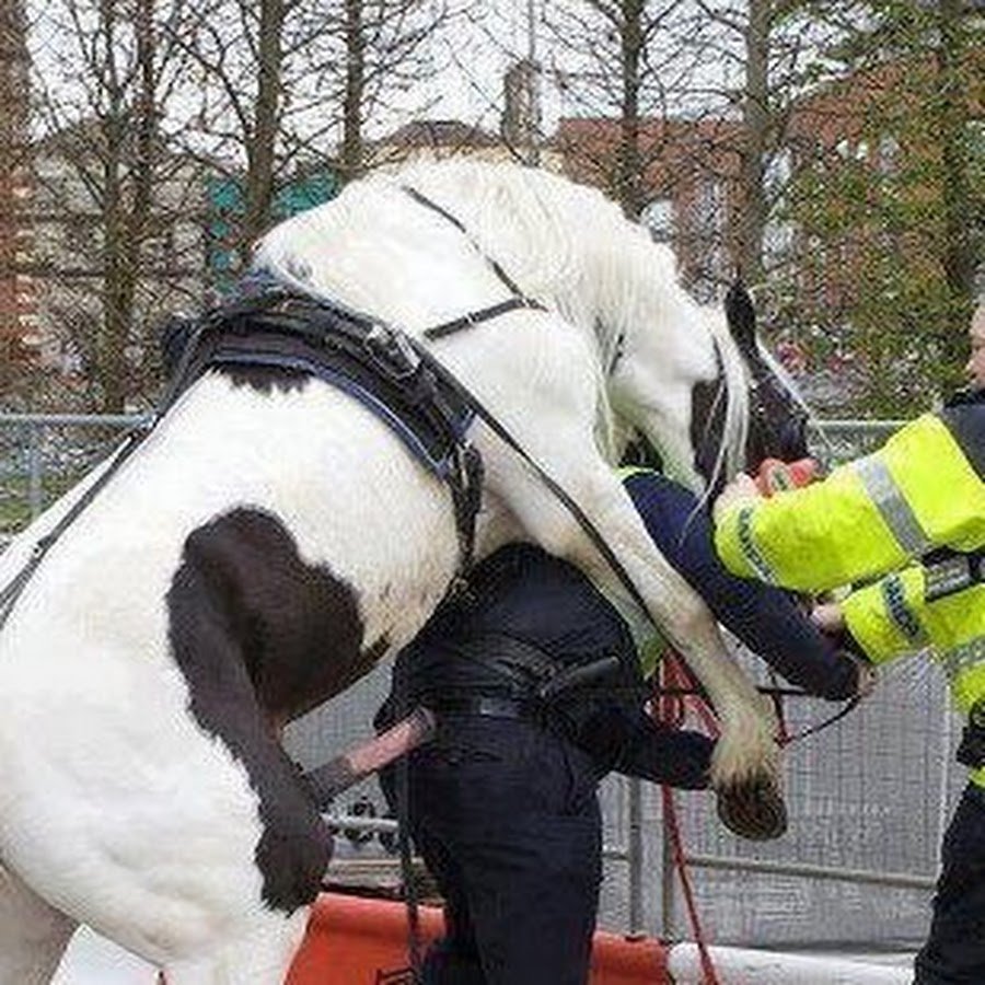 Конкур конный спорт