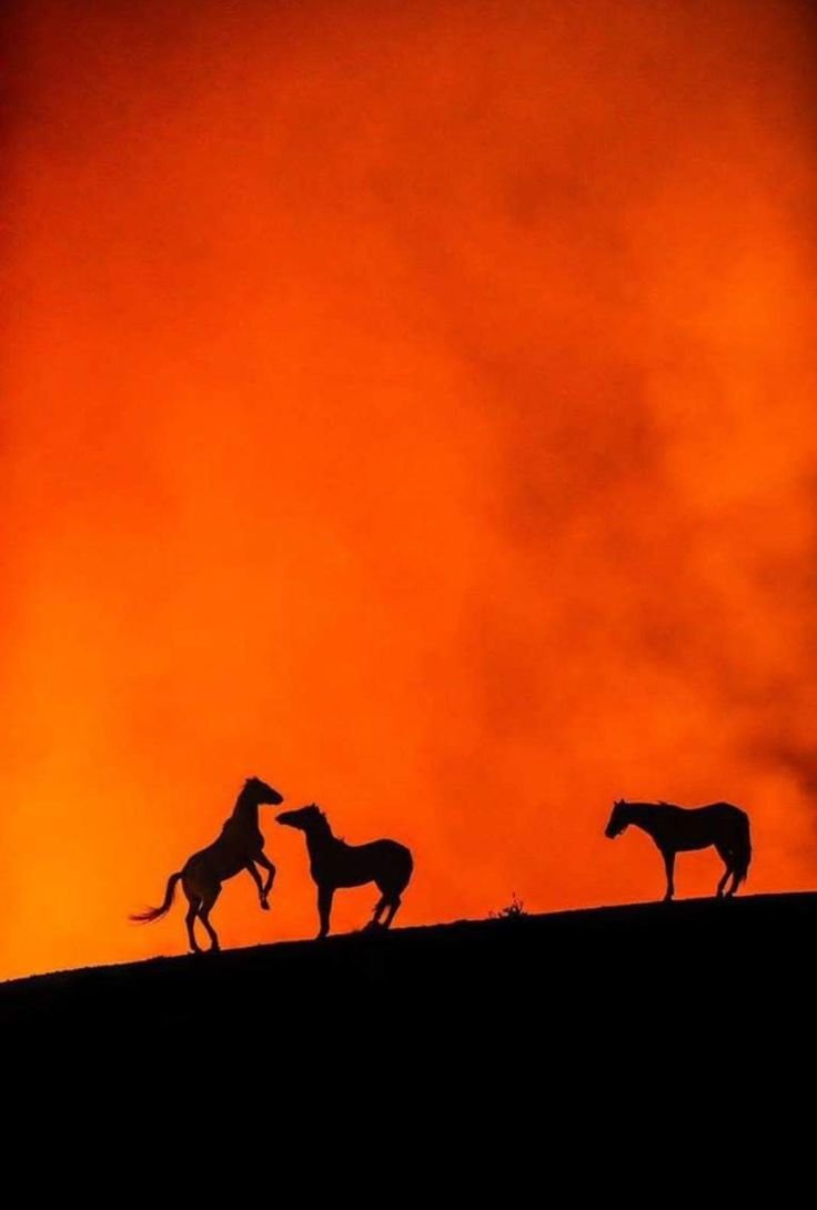 Конь выносит из огня