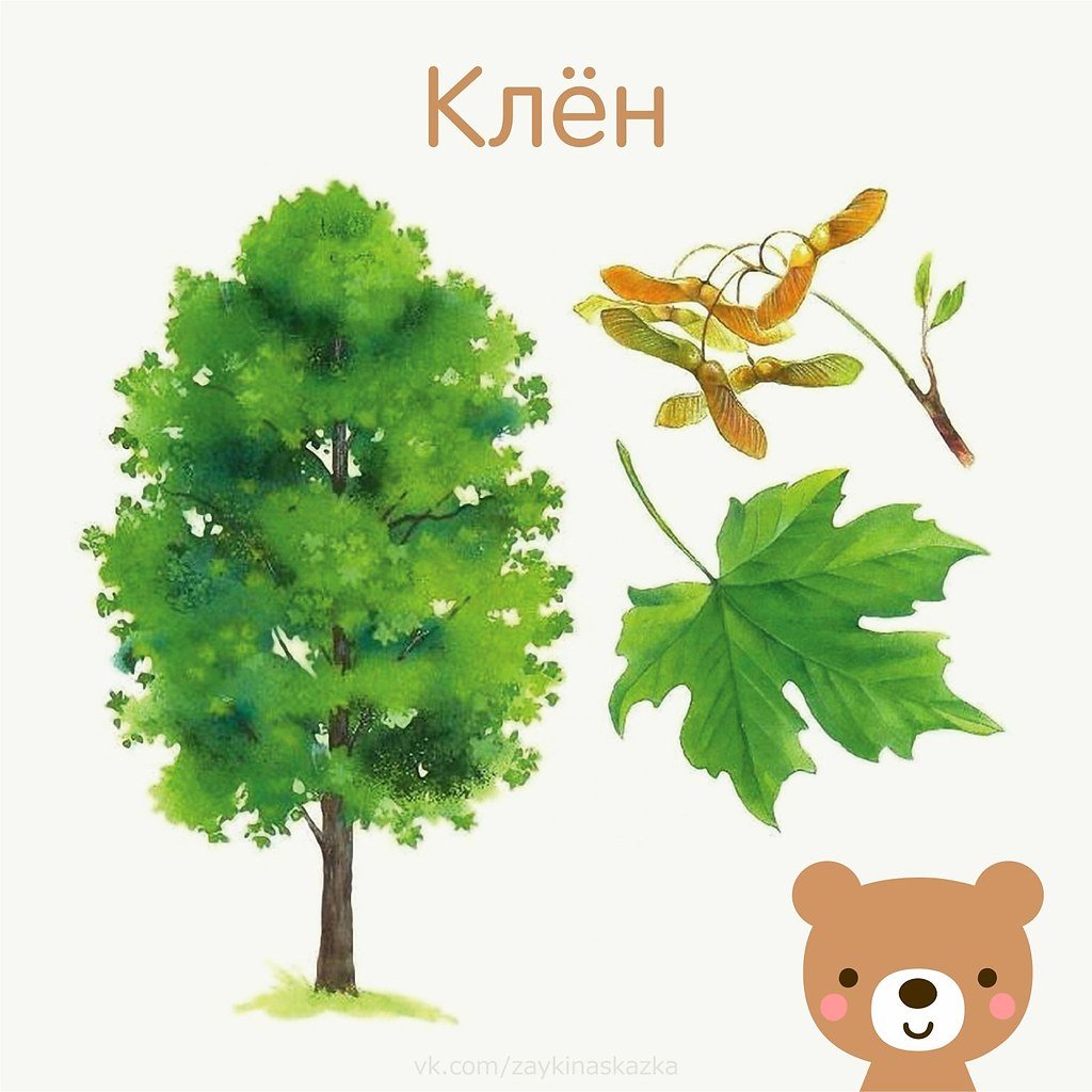 Карточки деревья для детей