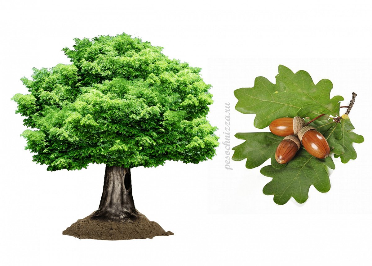 Дуб для детей