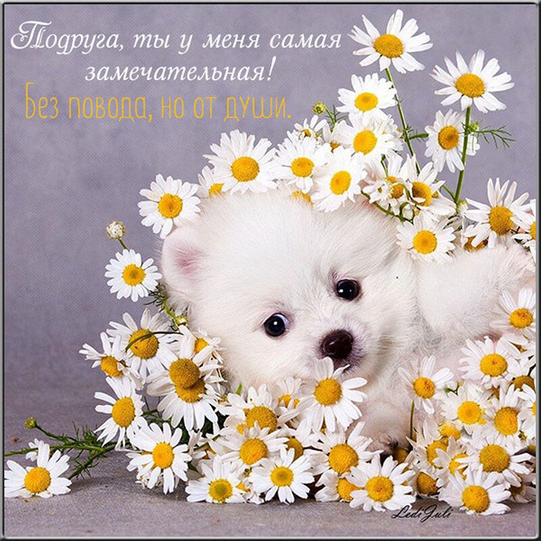 Собака в ромашках