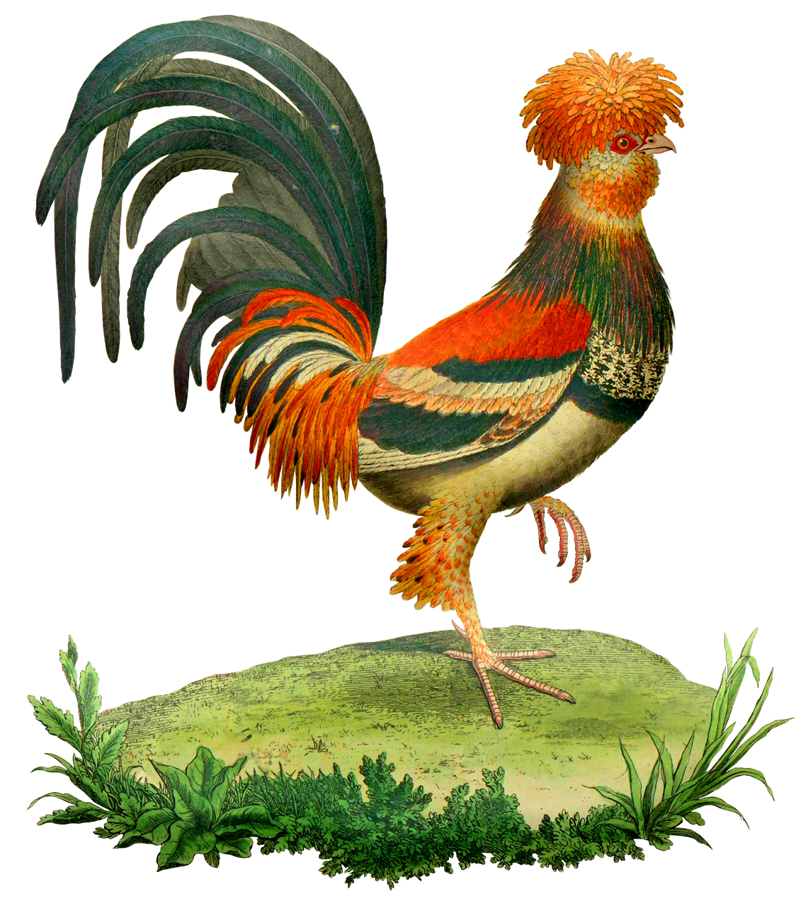 Петух картинка