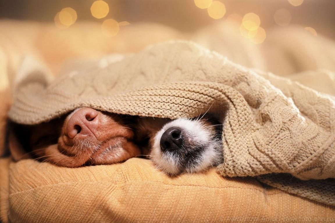 Собака под пледом