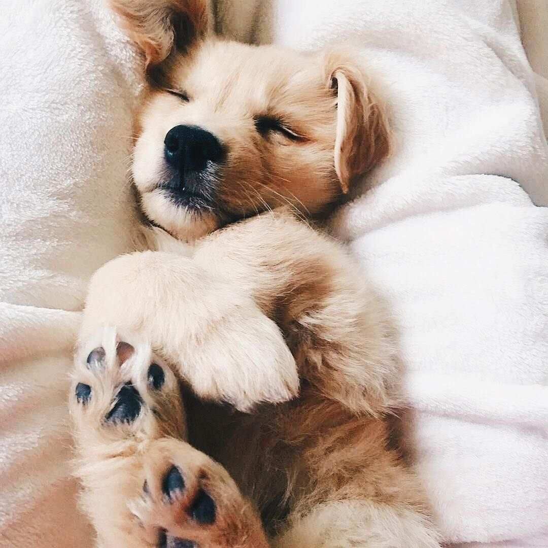 Спящие щенки