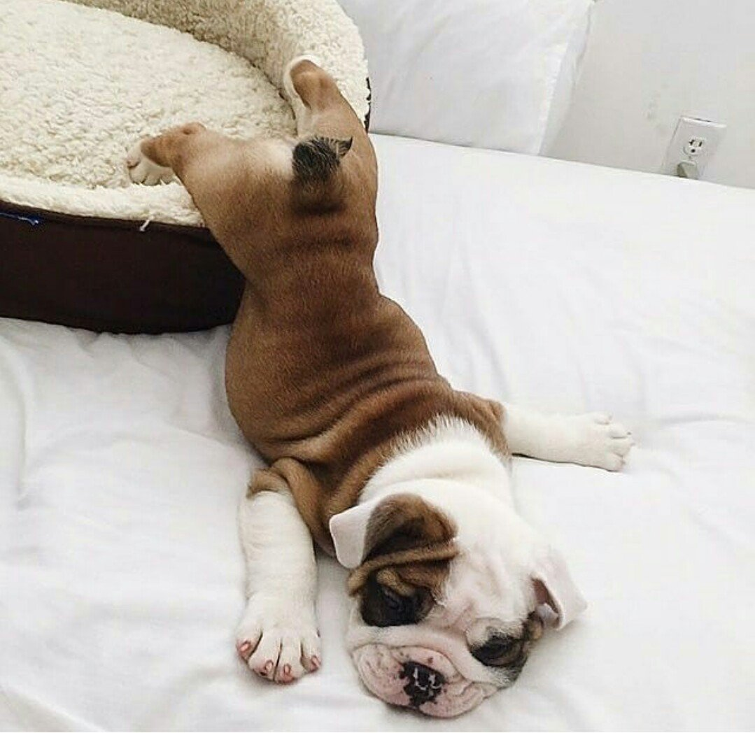 Милые спящие животные