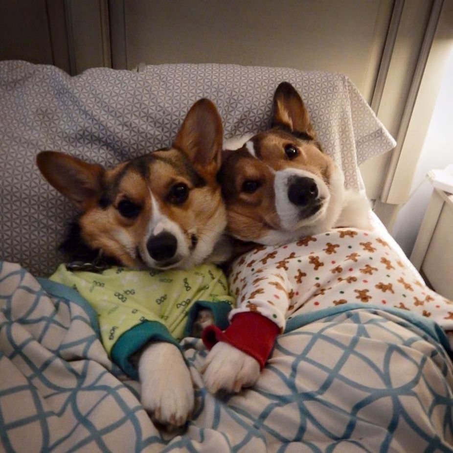 Щенки обнимаются