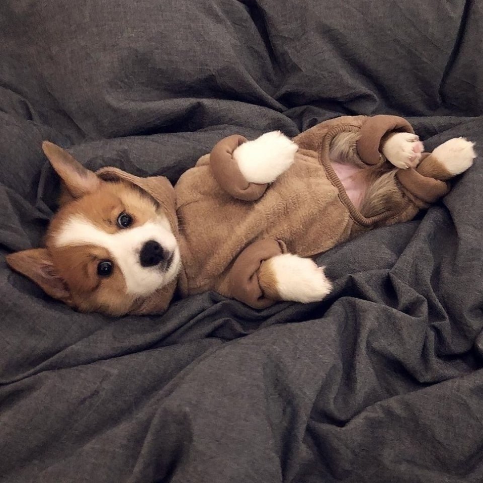 Спящий щенок