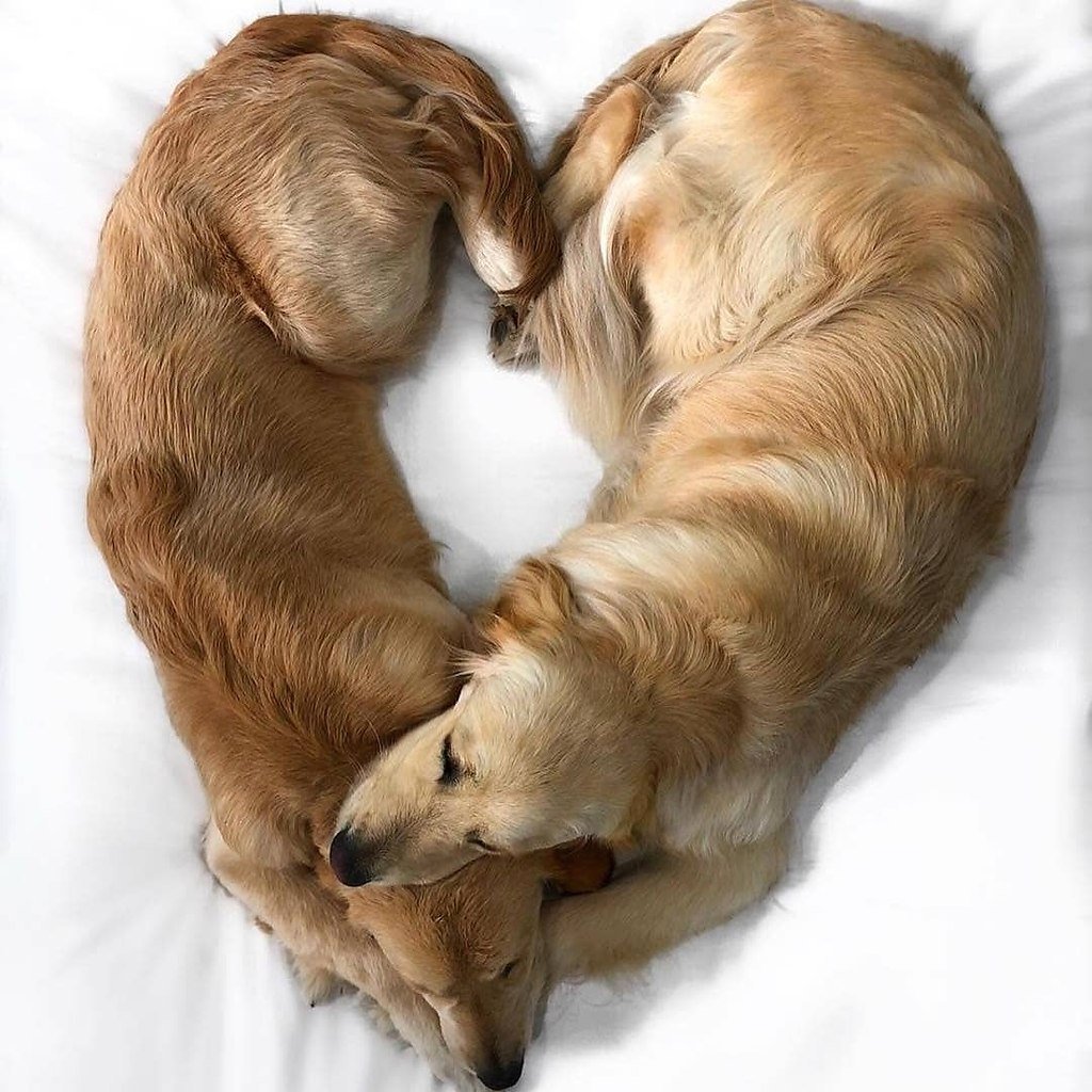 Спокойной ночи с белой собачкой