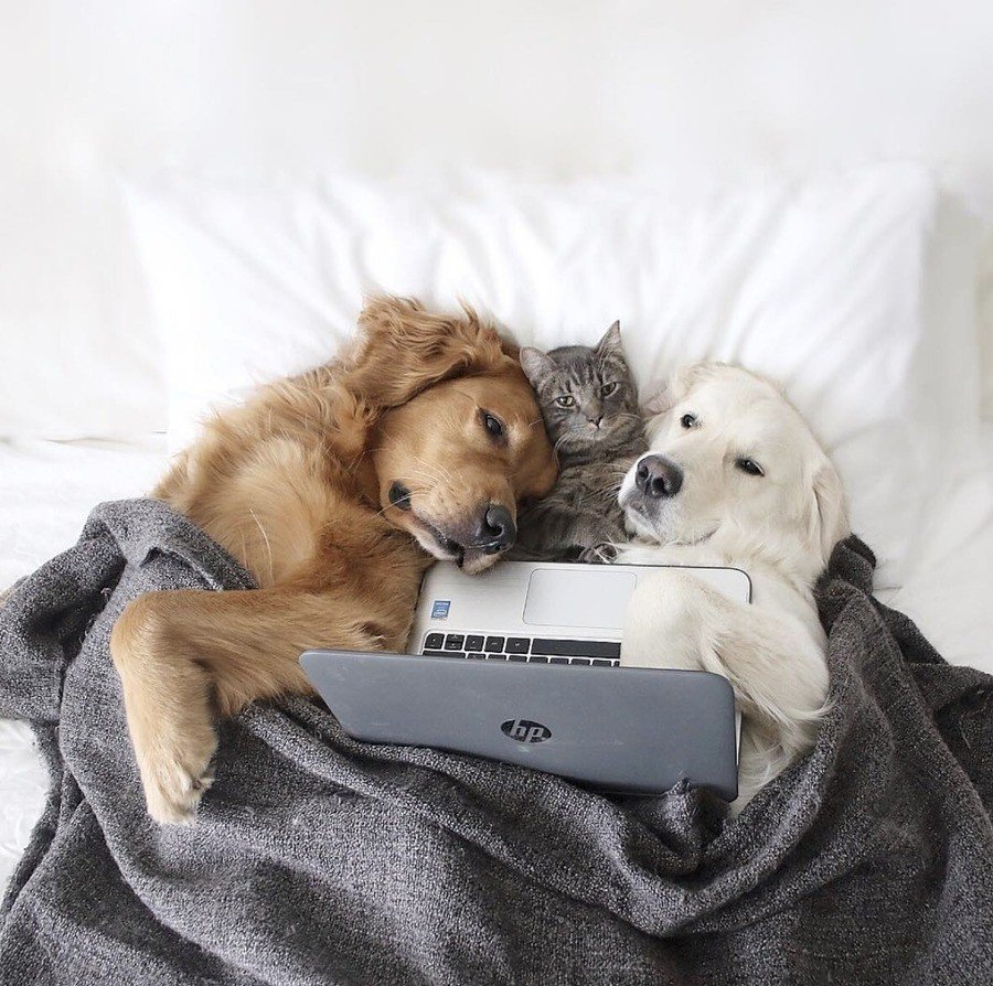 Добрые милые животные