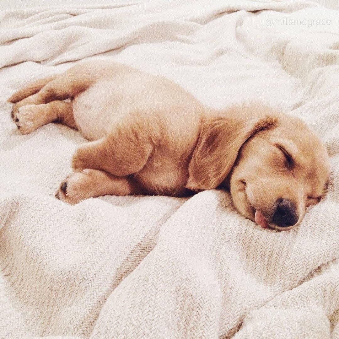 Спящий щенок