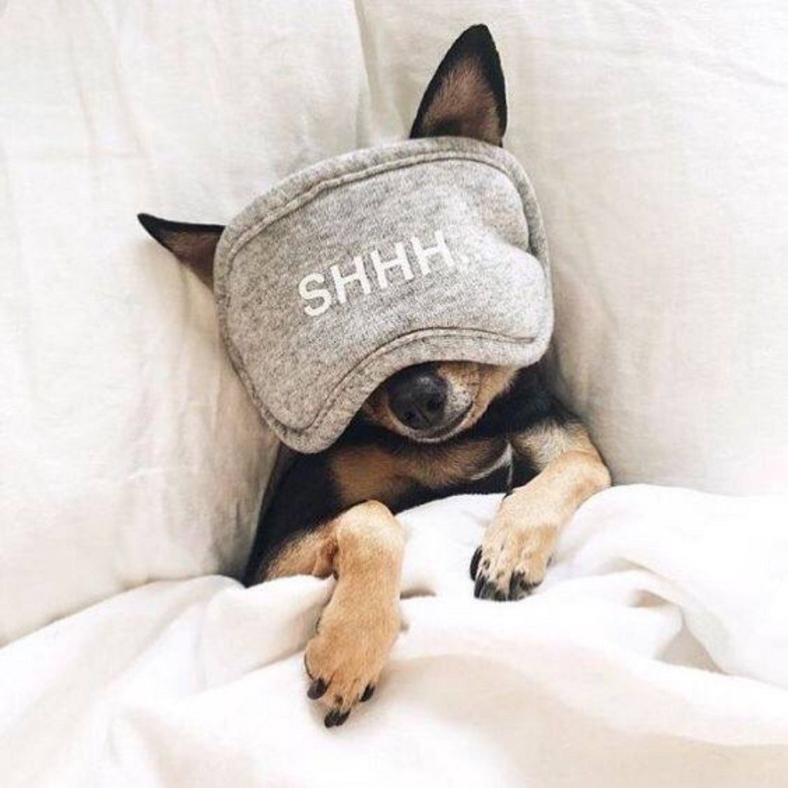 Щенки МОПСА флаффи