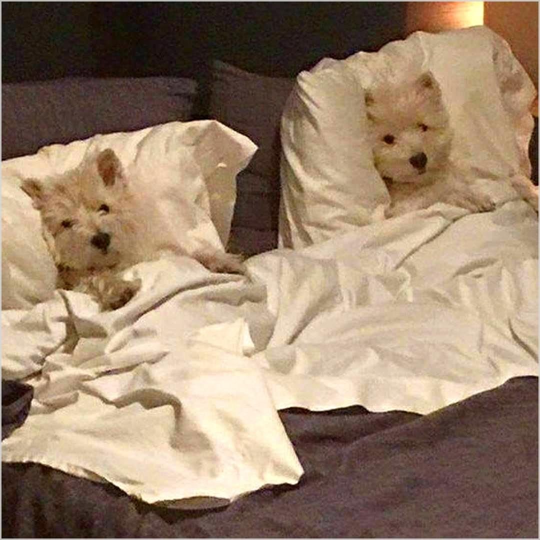 Доброе утро с собачками