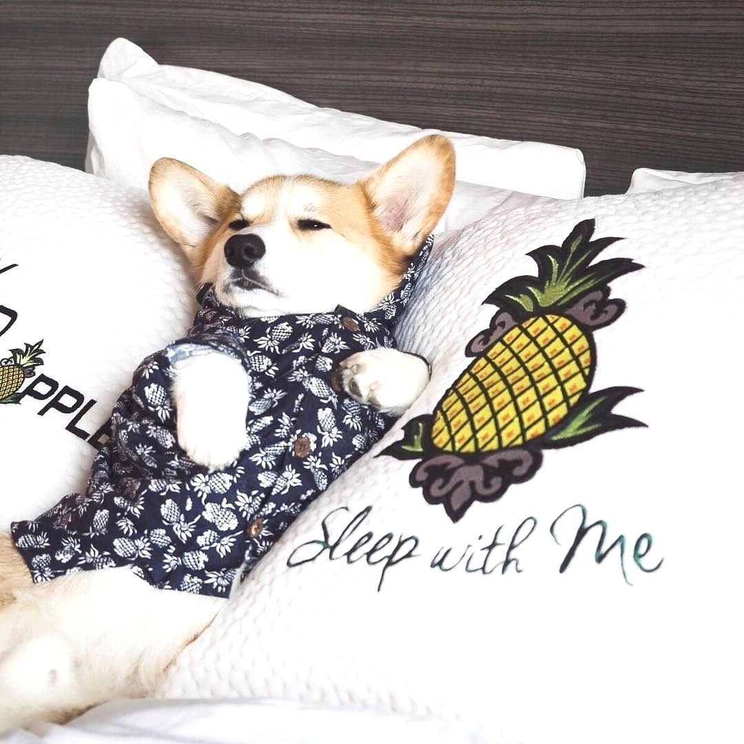 Спокойной ночи щенок