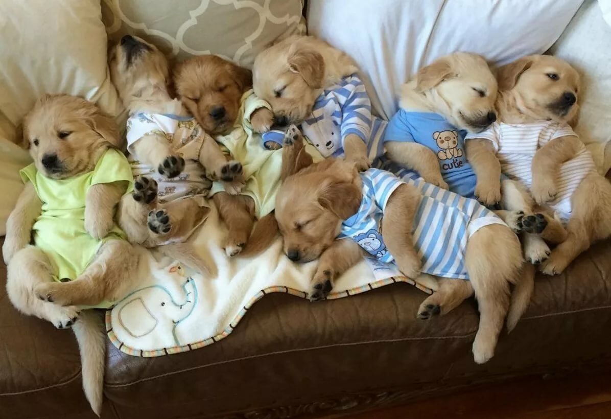 Щенки в корзинке