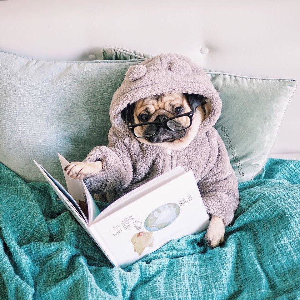 Милые таксы