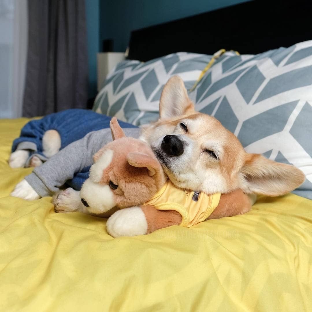 Животные мило спят