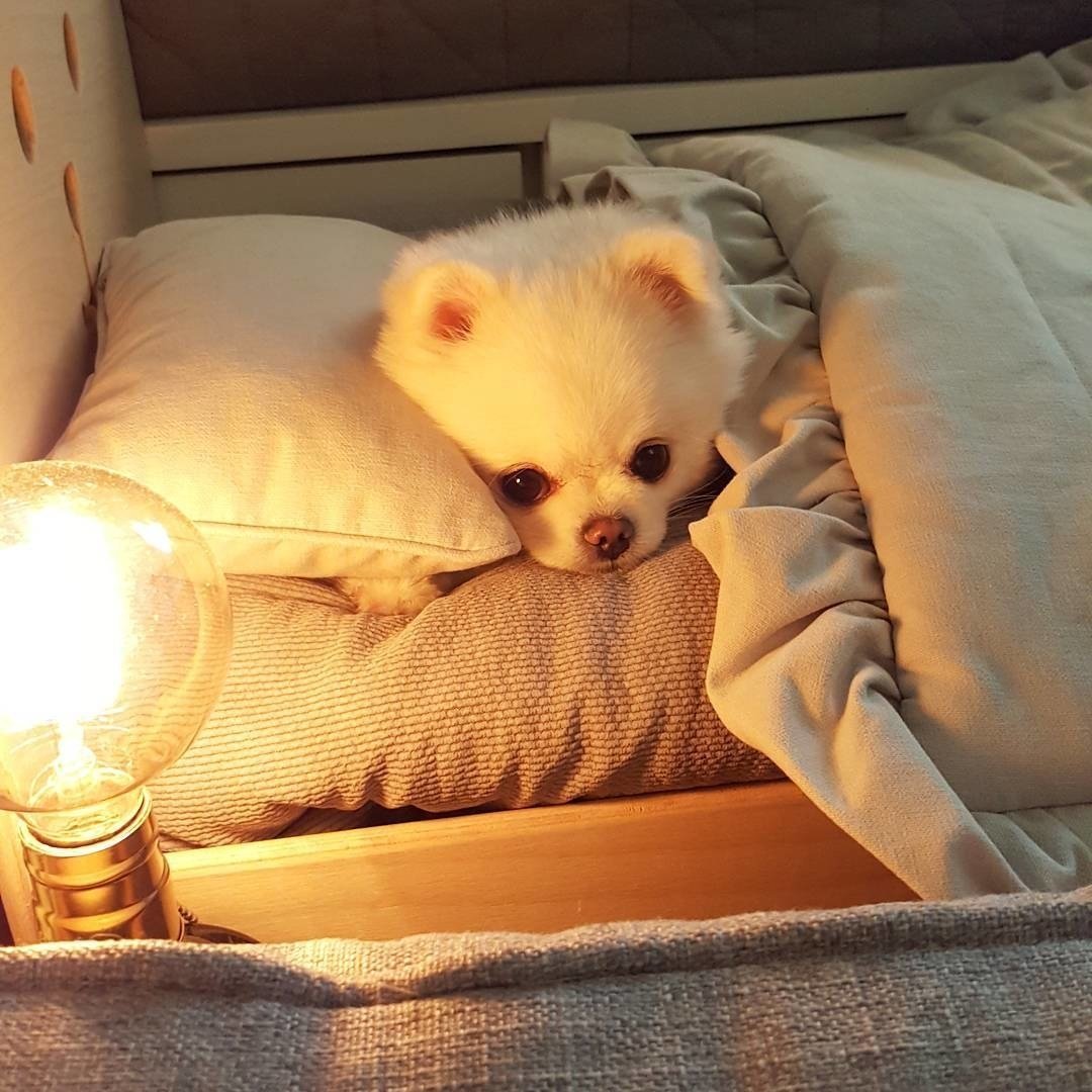 Спокойной ночи чихуахуа