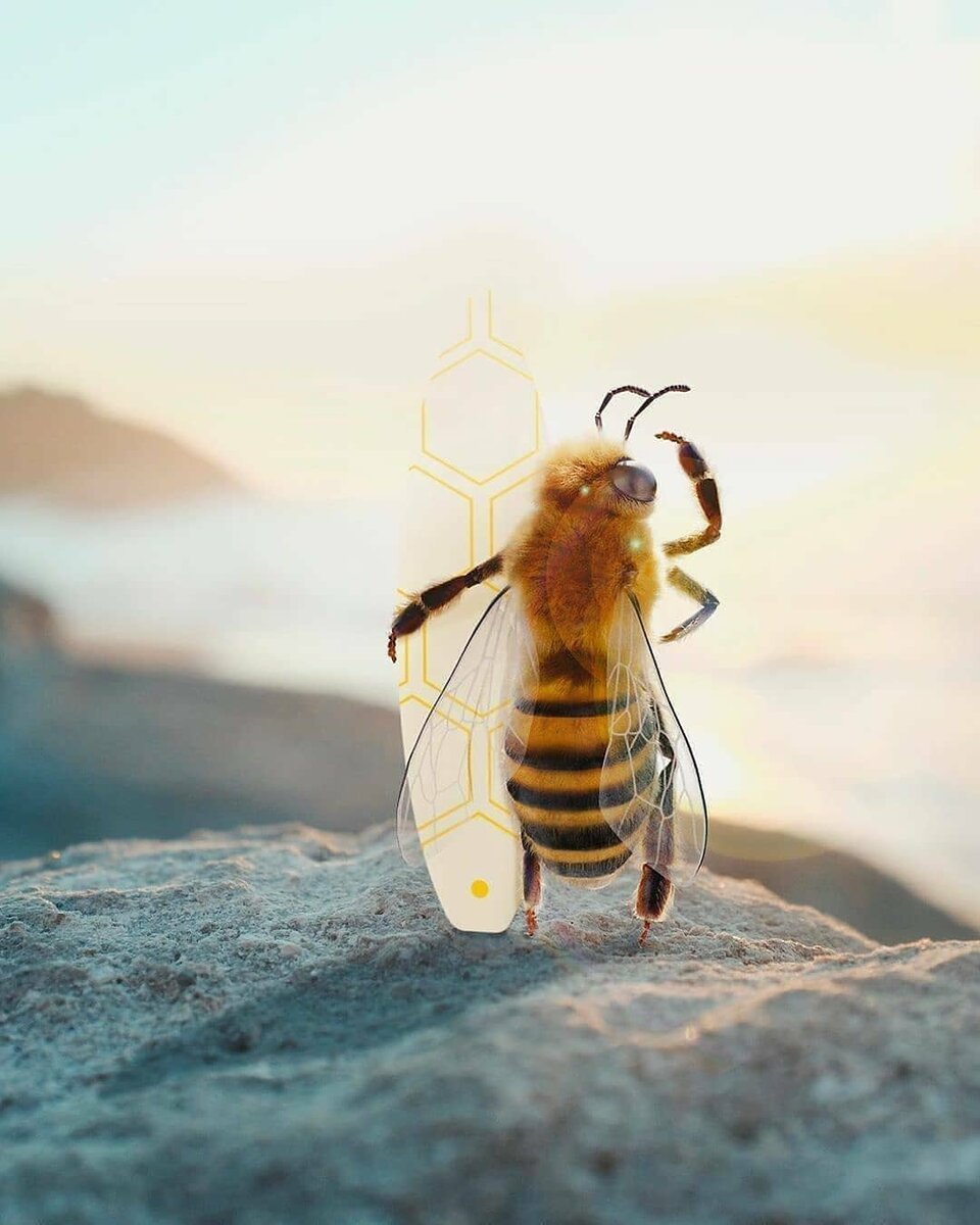 Открытка с пчелами с днем рождения