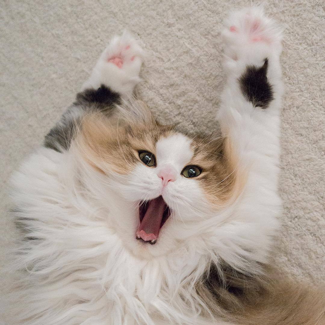 СБЕРКОТ Стикеры