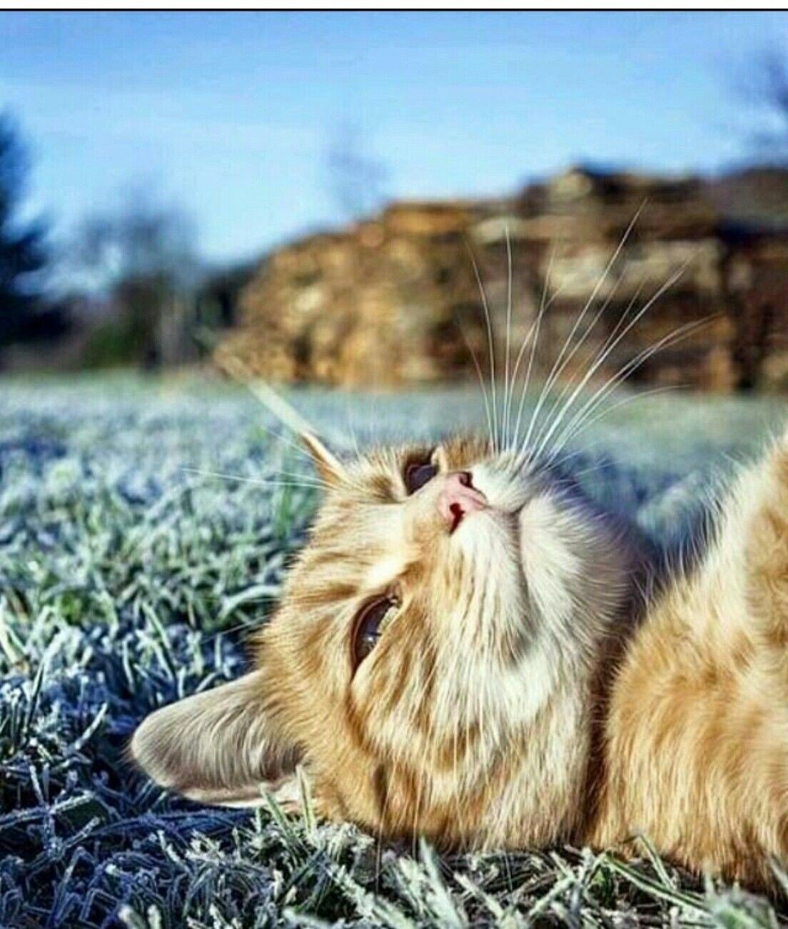 Милый котенок