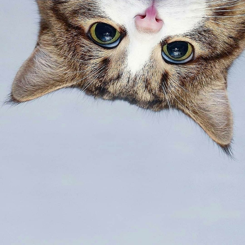 Котик с бумажками