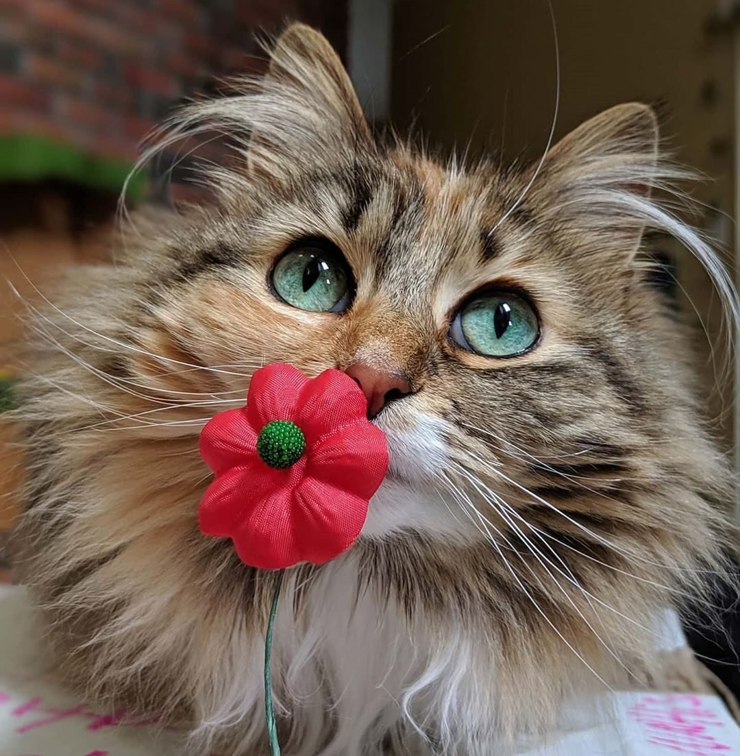 Кошка мяукает