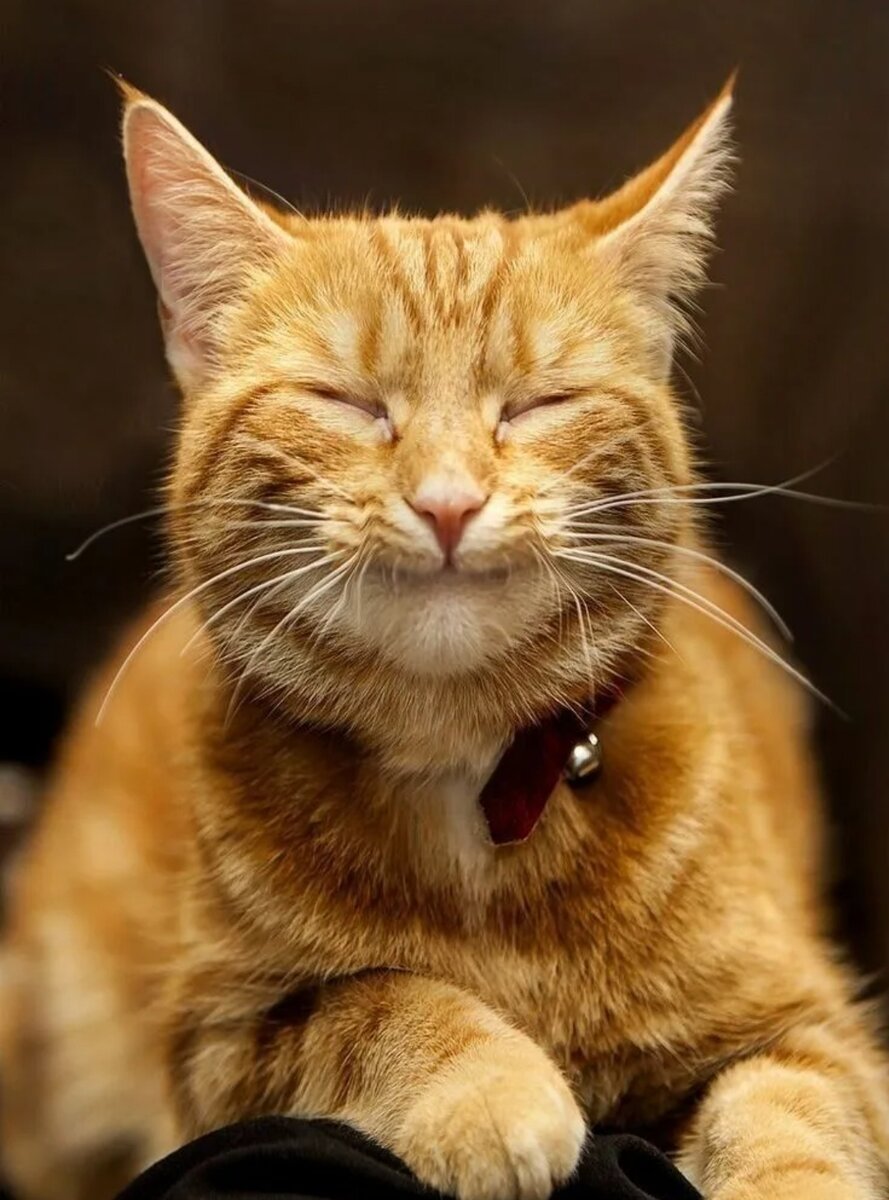 Смешные котята