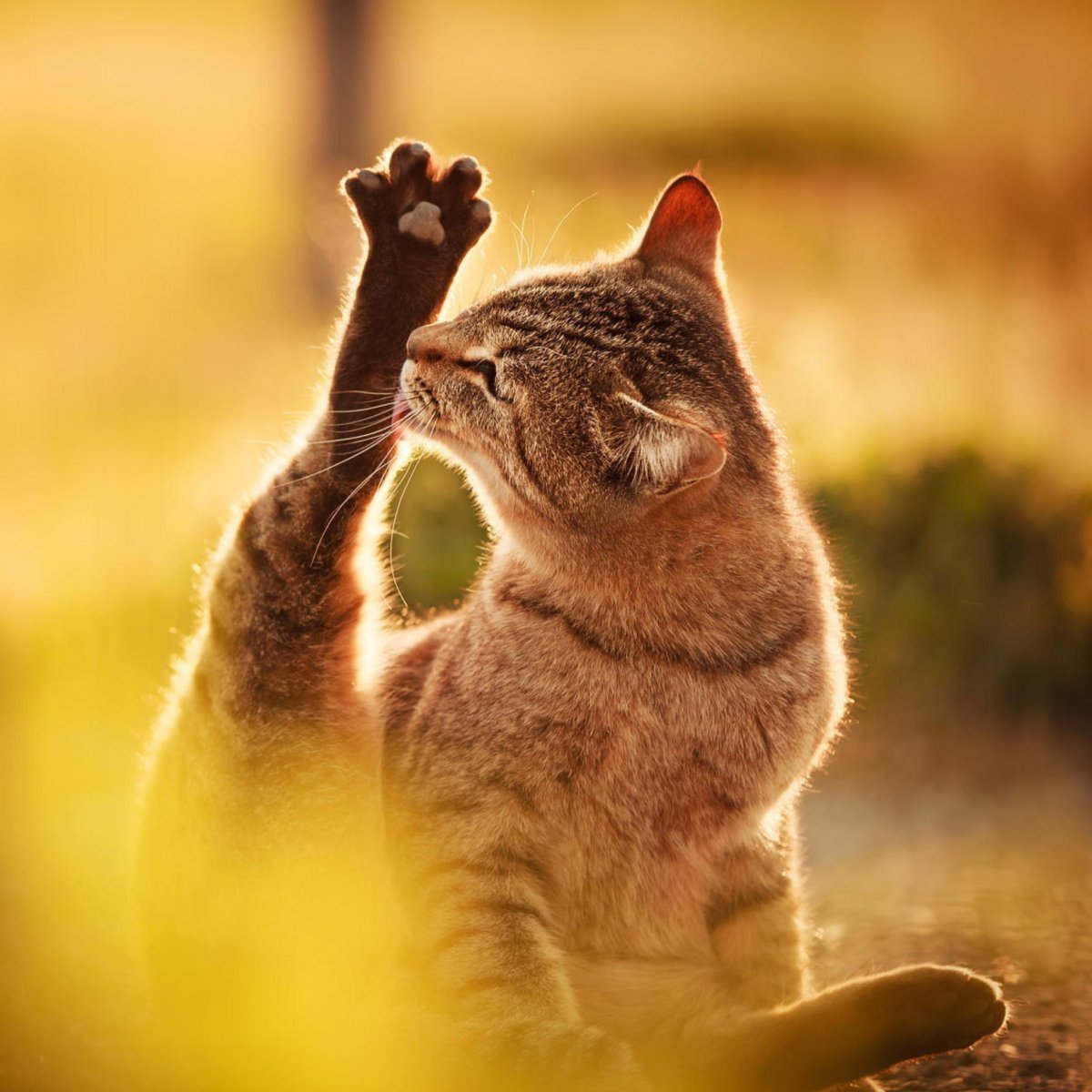 Счастливый котик картинки