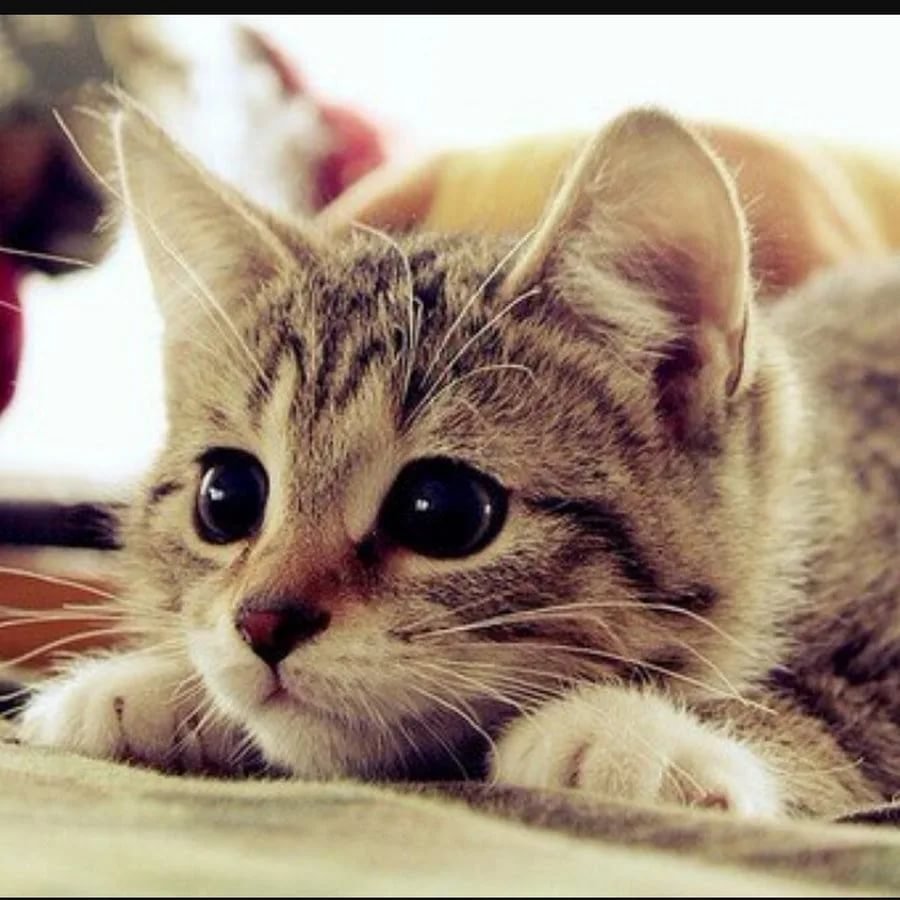 Радостный кот класс