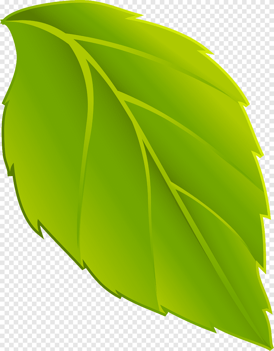 Листья на прозрачном фоне