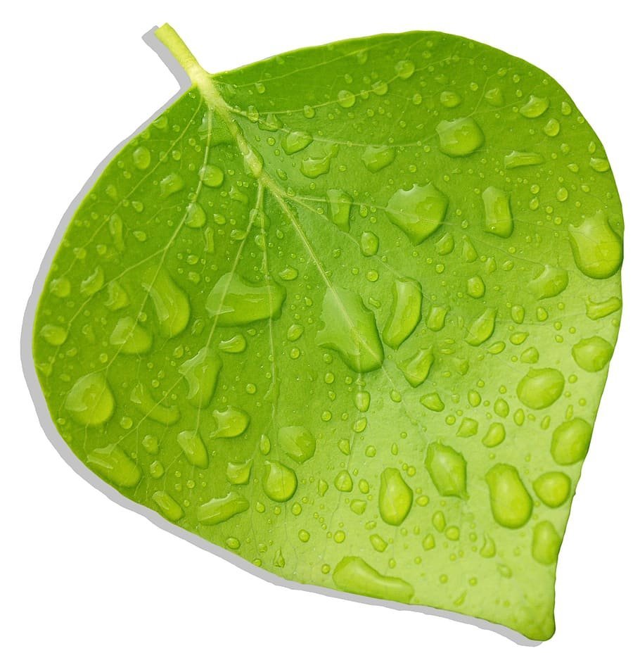 Зеленые листочки