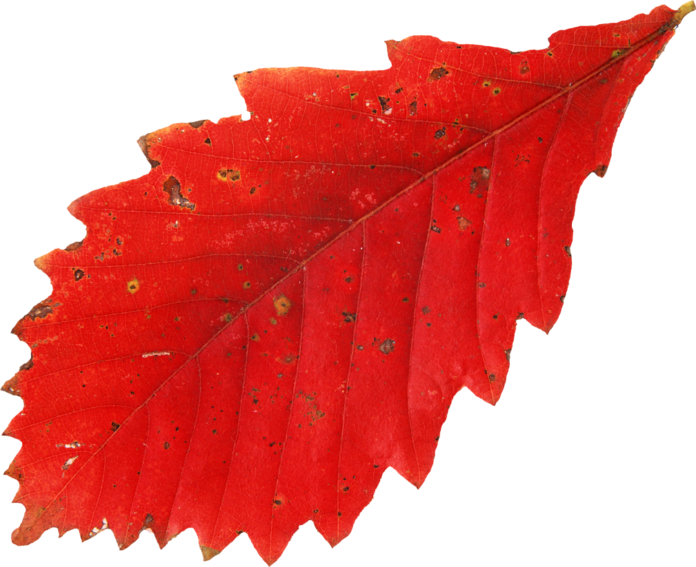 Осенние листья