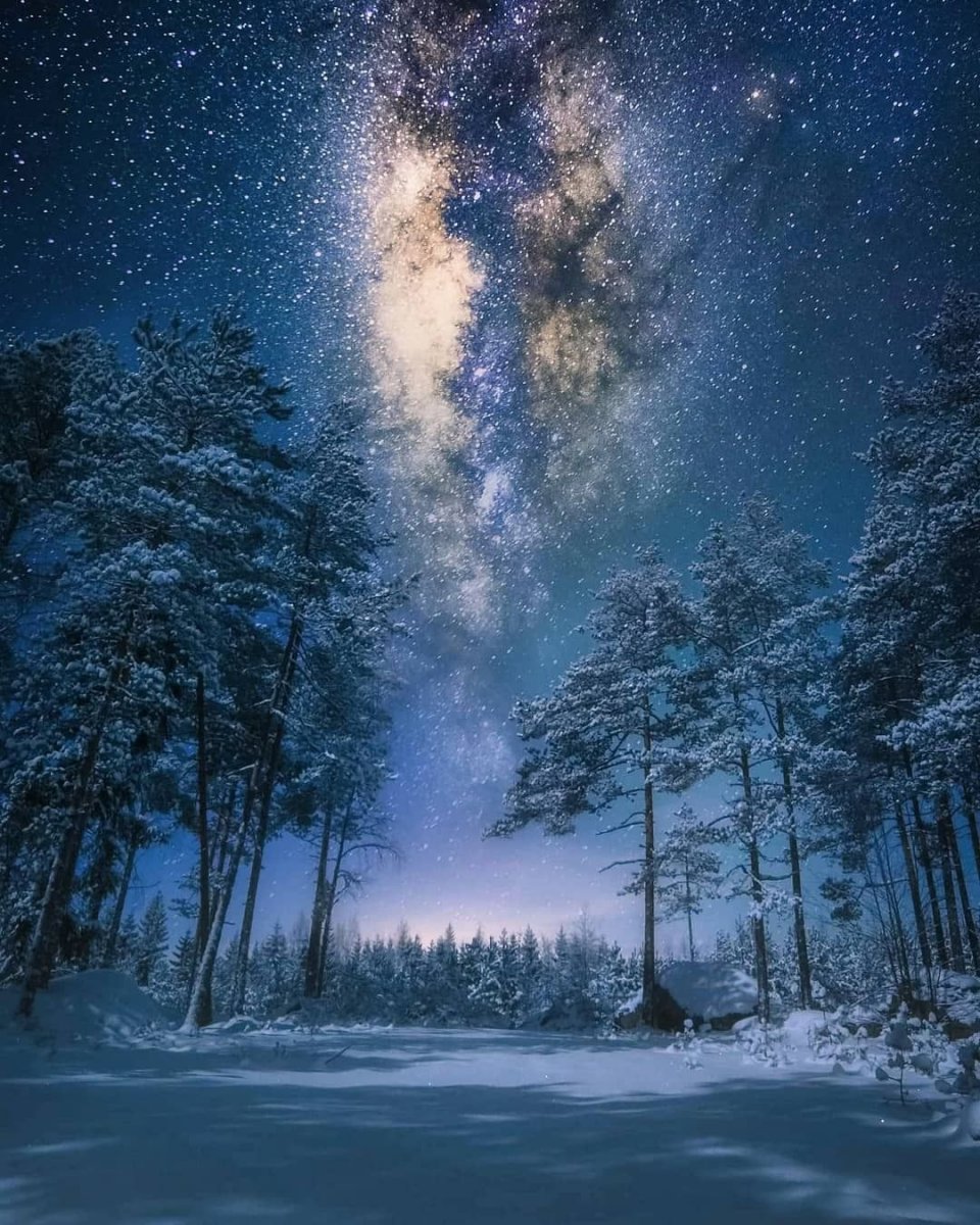 Зима лес ночь