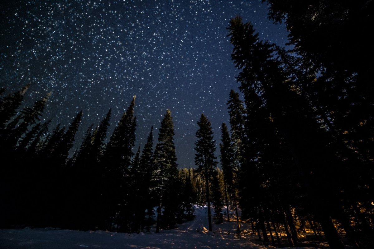 Ночное небо в лесу