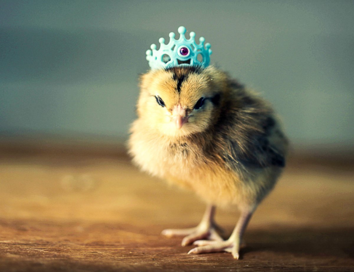 Смешной цыпленок